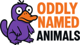 Oddly Named Animals